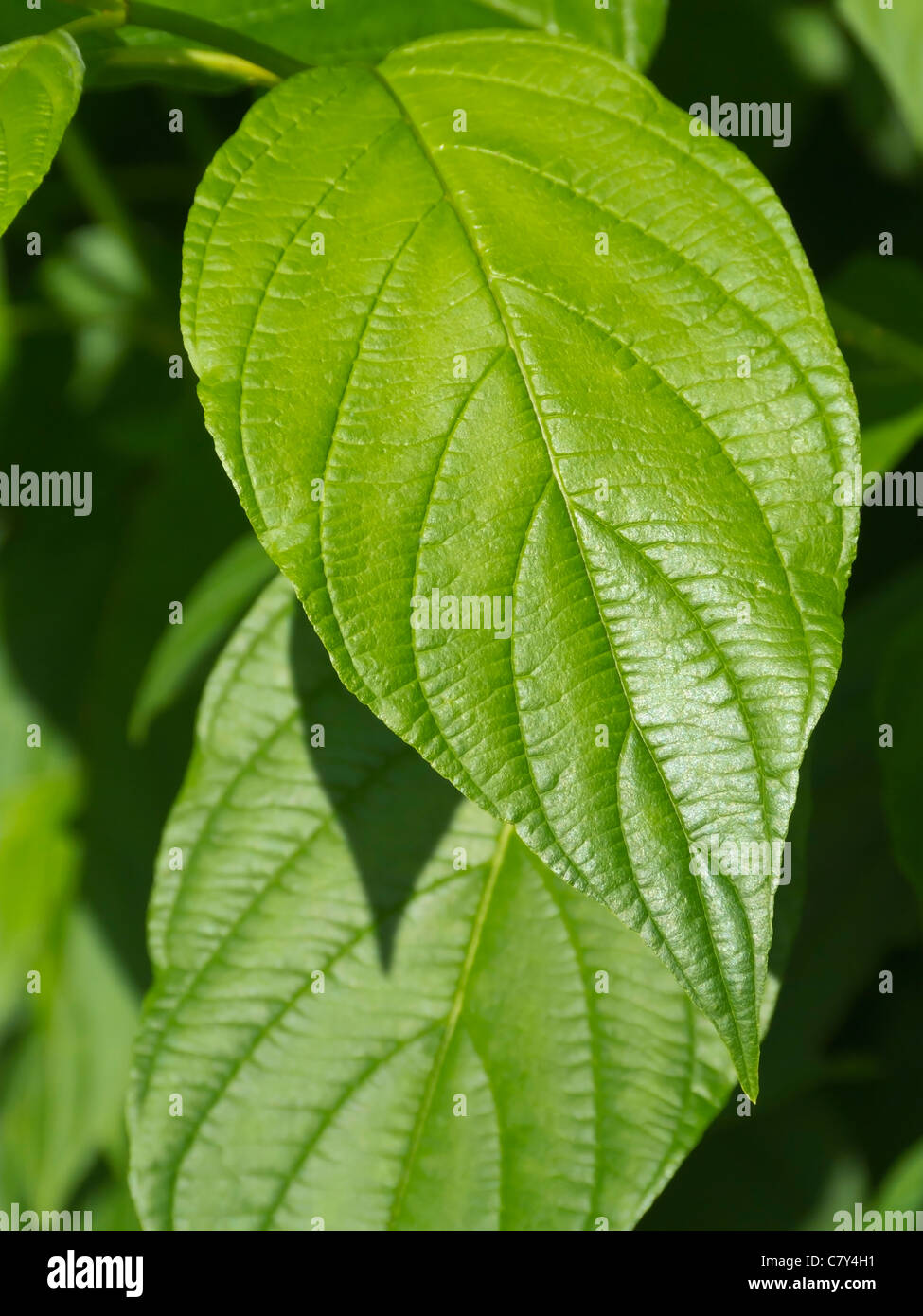 Green Leaf Detail Stock Photo