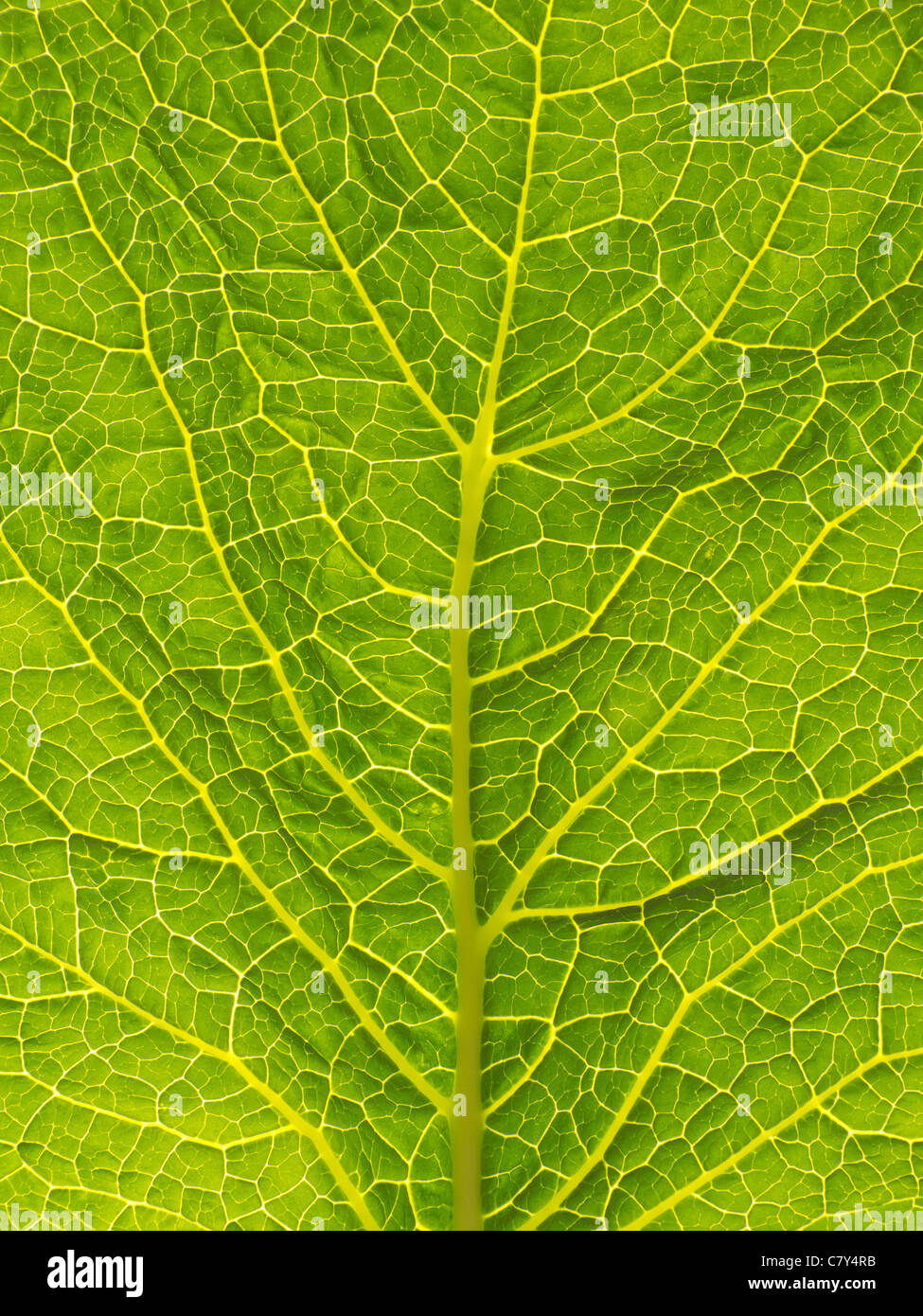Kale Leaf Back lit Texture Stock Photo