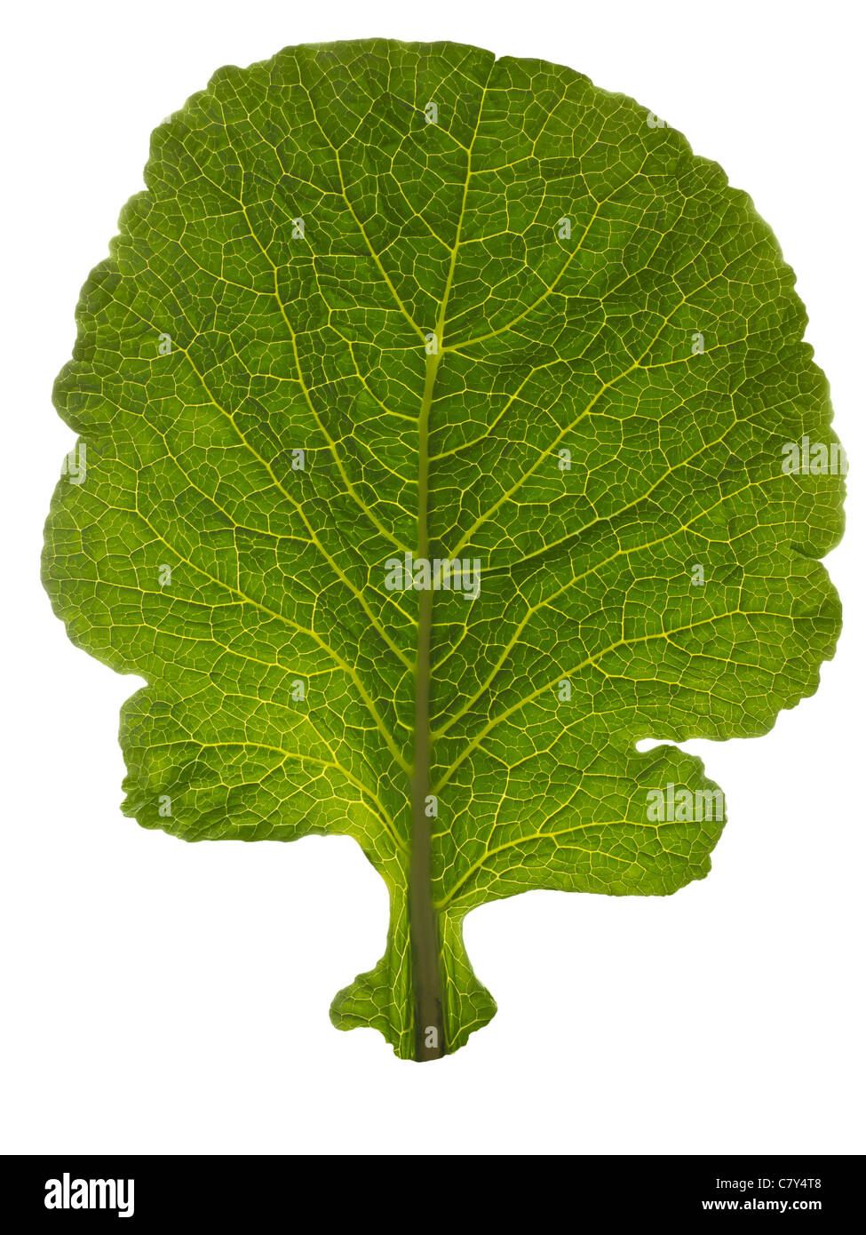 Kale Leaf Backlit Stock Photo