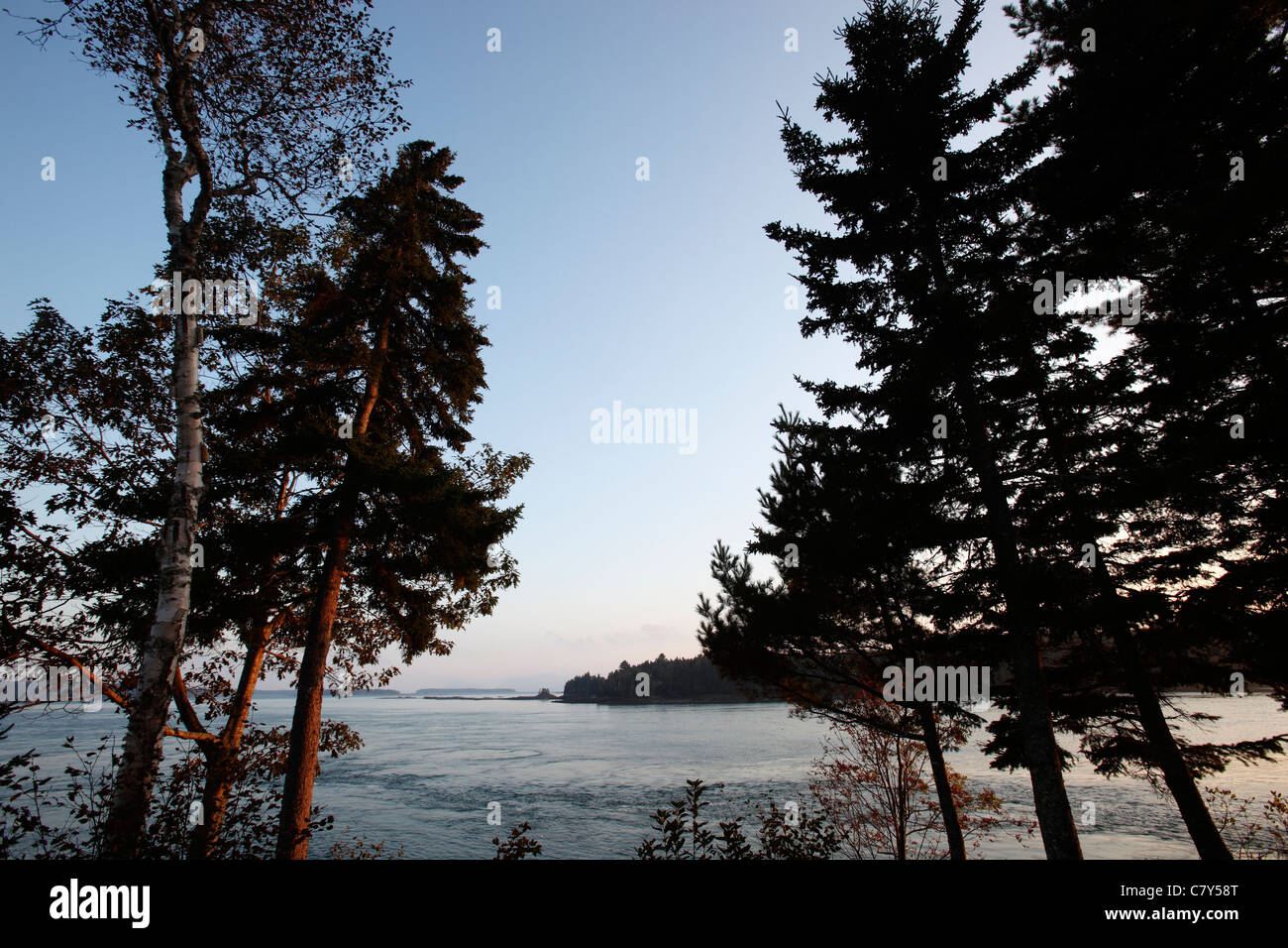 Trees on the shoreline of Sullivan Harbor looking south to Frenchman Bay and Acadia National Park, Downeast Maine Stock Photo