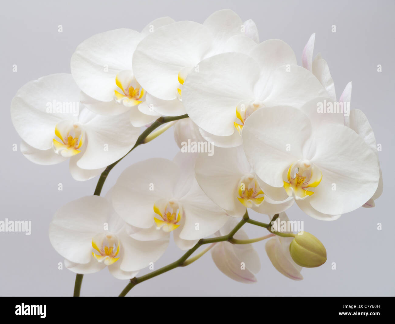 White Orchid Stock Photo