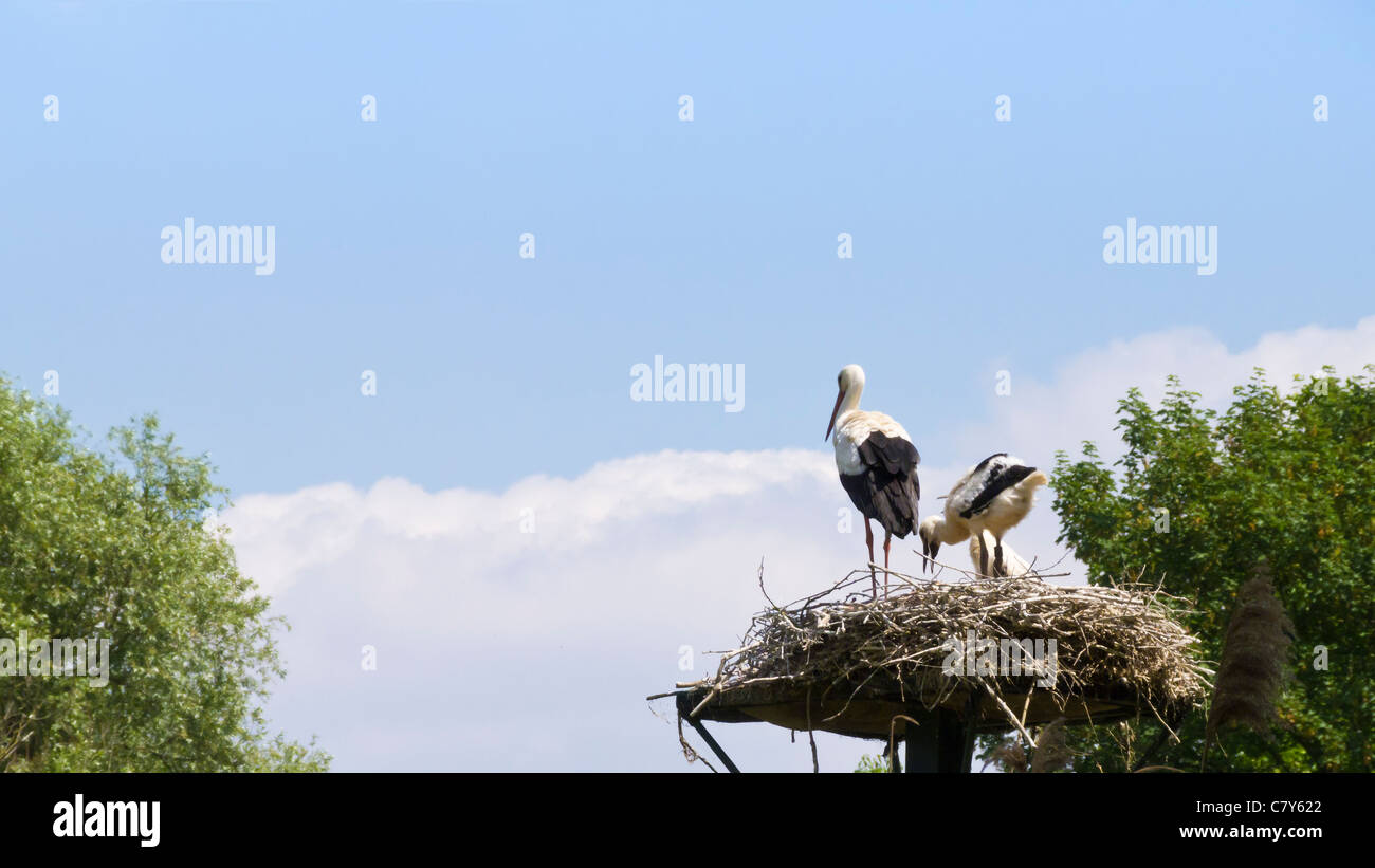 White Stork Enjoying View Stock Photo