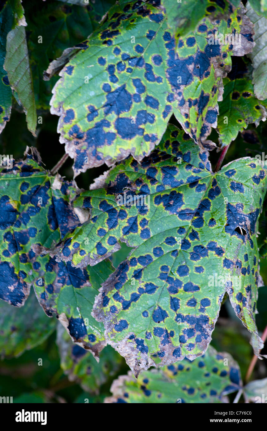 Sycamore leaf with black tar spot  disease Stock Photo