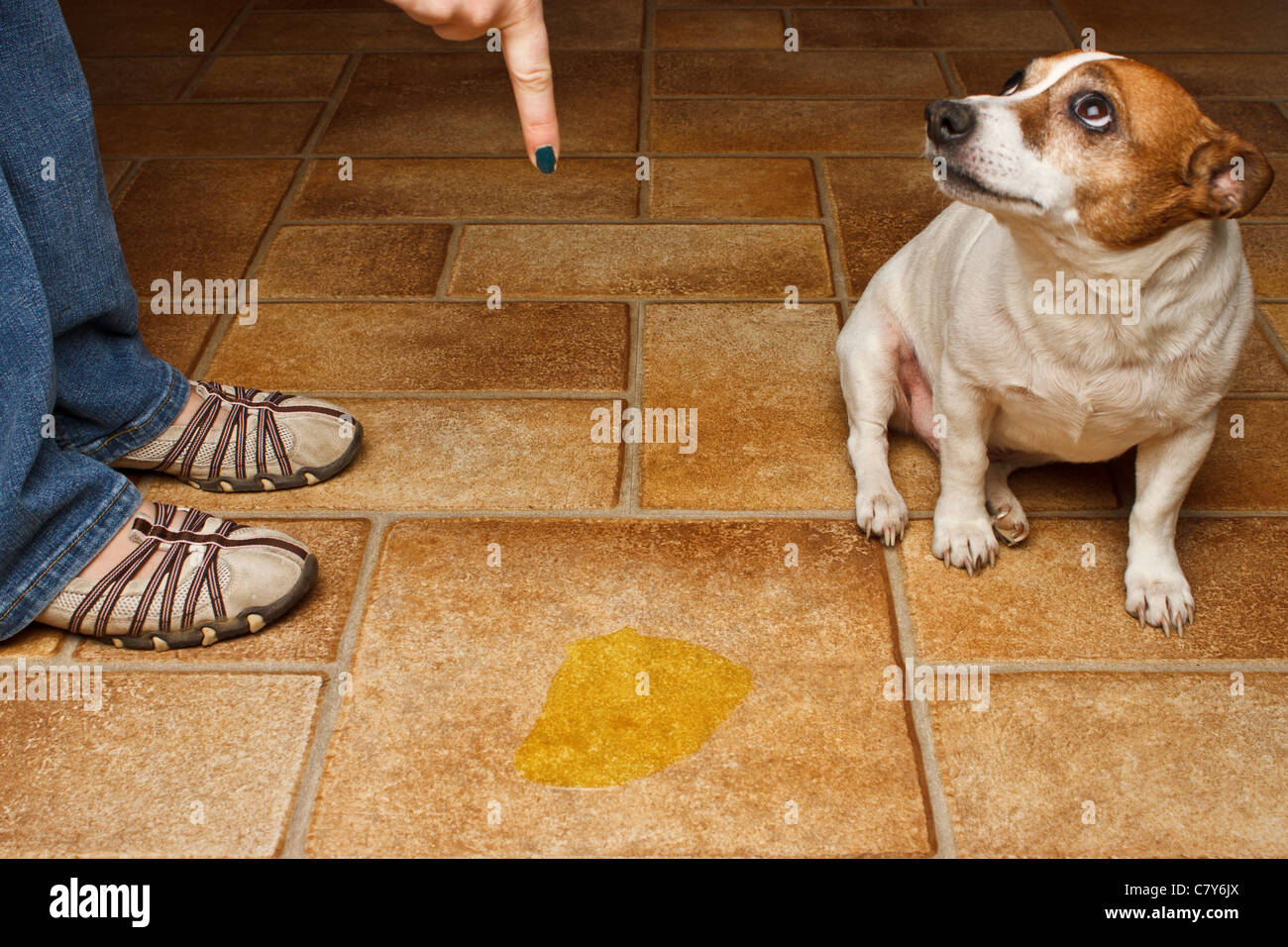 Old dog being scolded beside it's urine on the floor Stock Photo