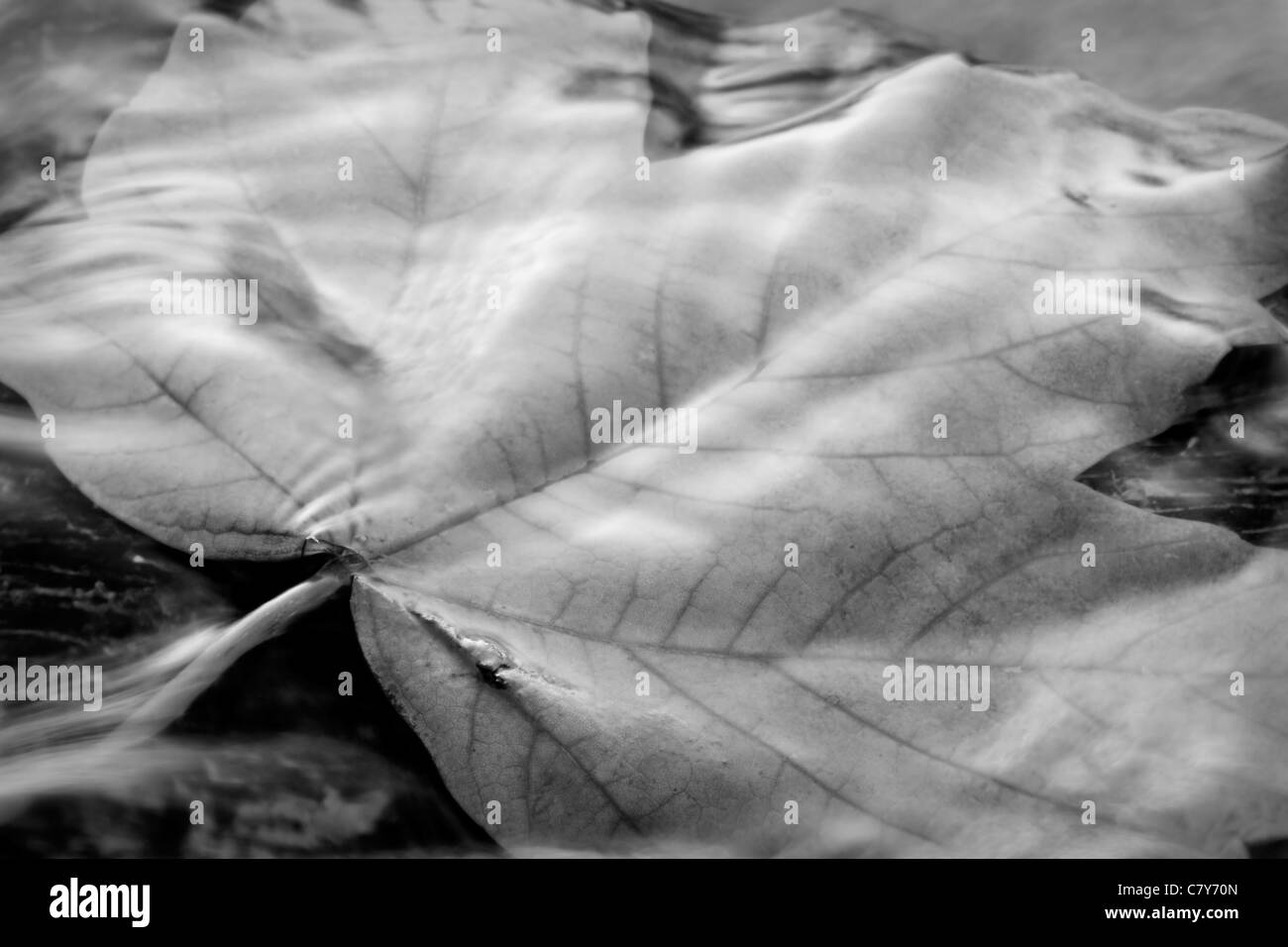 Sycamore leaf caught by water flow Stock Photo