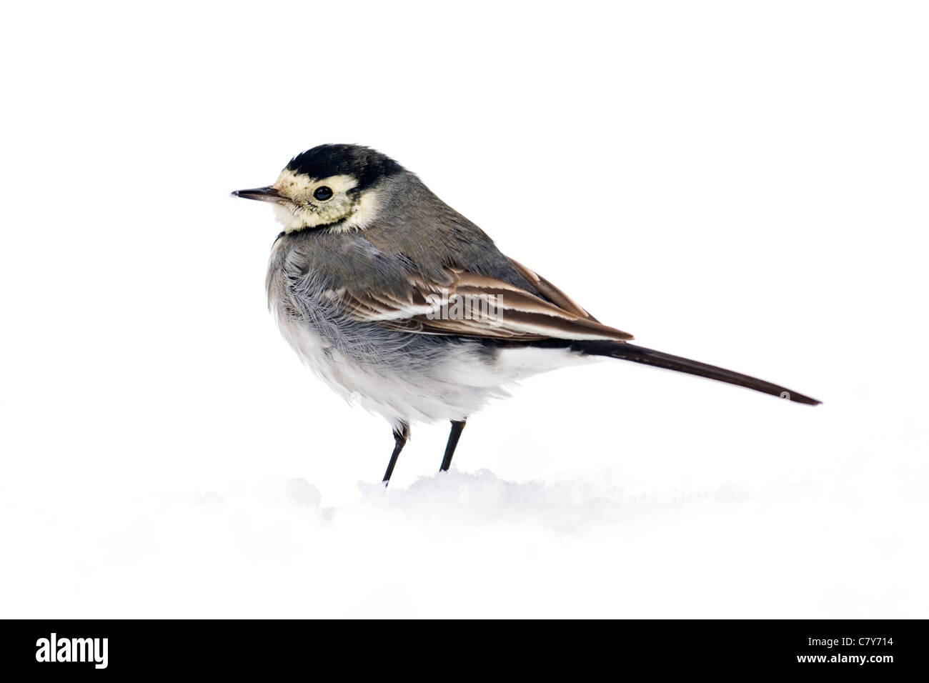 Pied Wagtail standing in snow Stock Photo