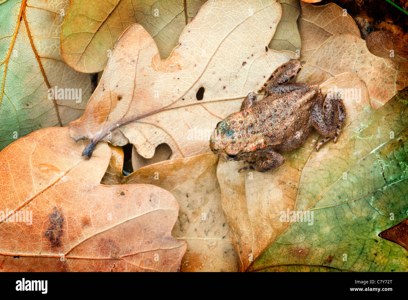 Juvenile common toad on fallen oak leaves Stock Photo