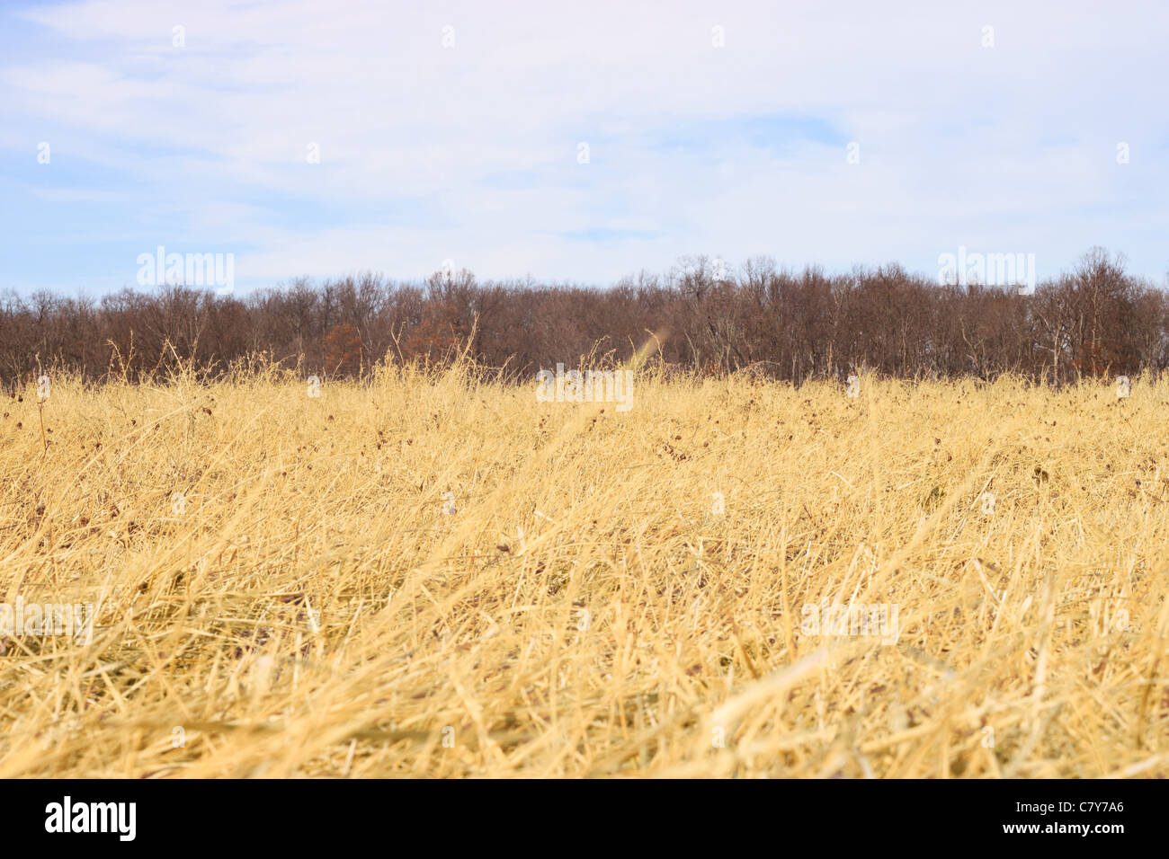 Field of golden alfalfa hay in the winter Stock Photo