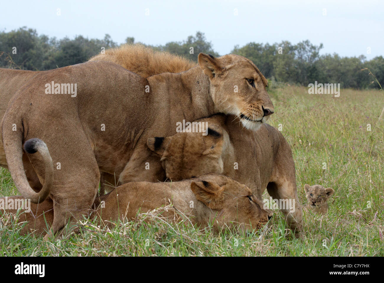 lions (Panthera leo) Stock Photo