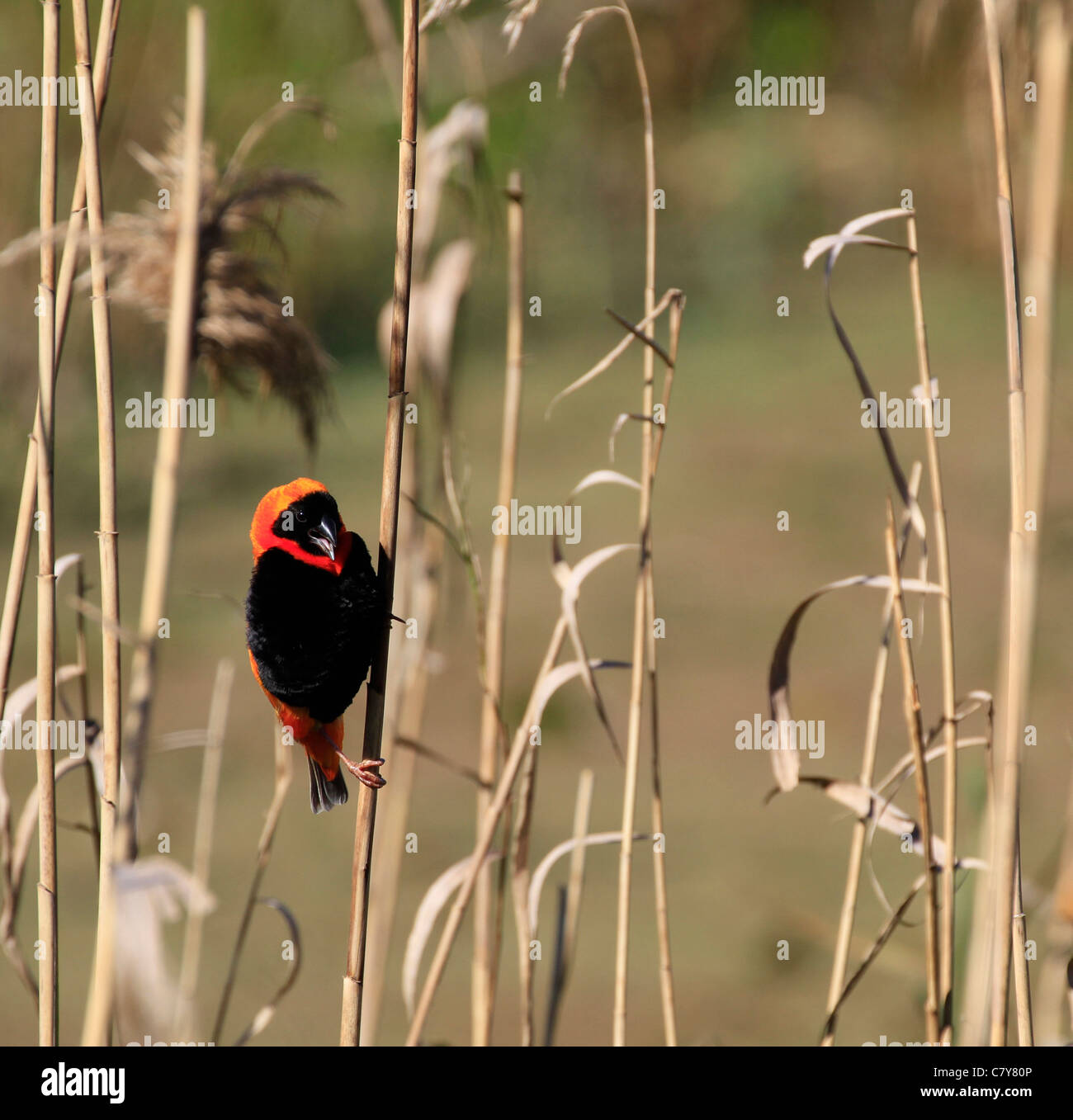 Southern Red Bishop (Euplectes orix) squawking . Stock Photo
