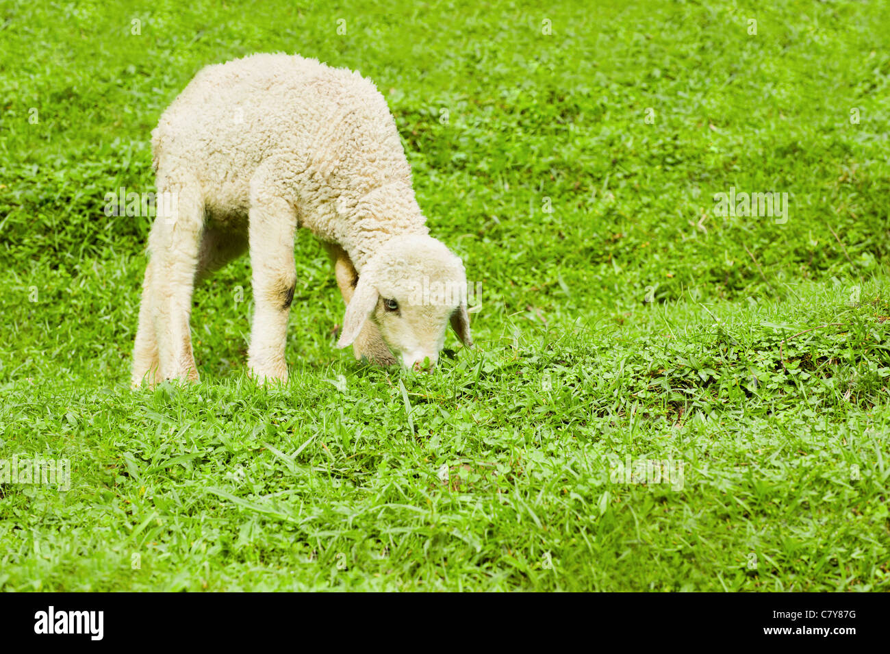 Baby sheep in a pasture of green grass Stock Photo