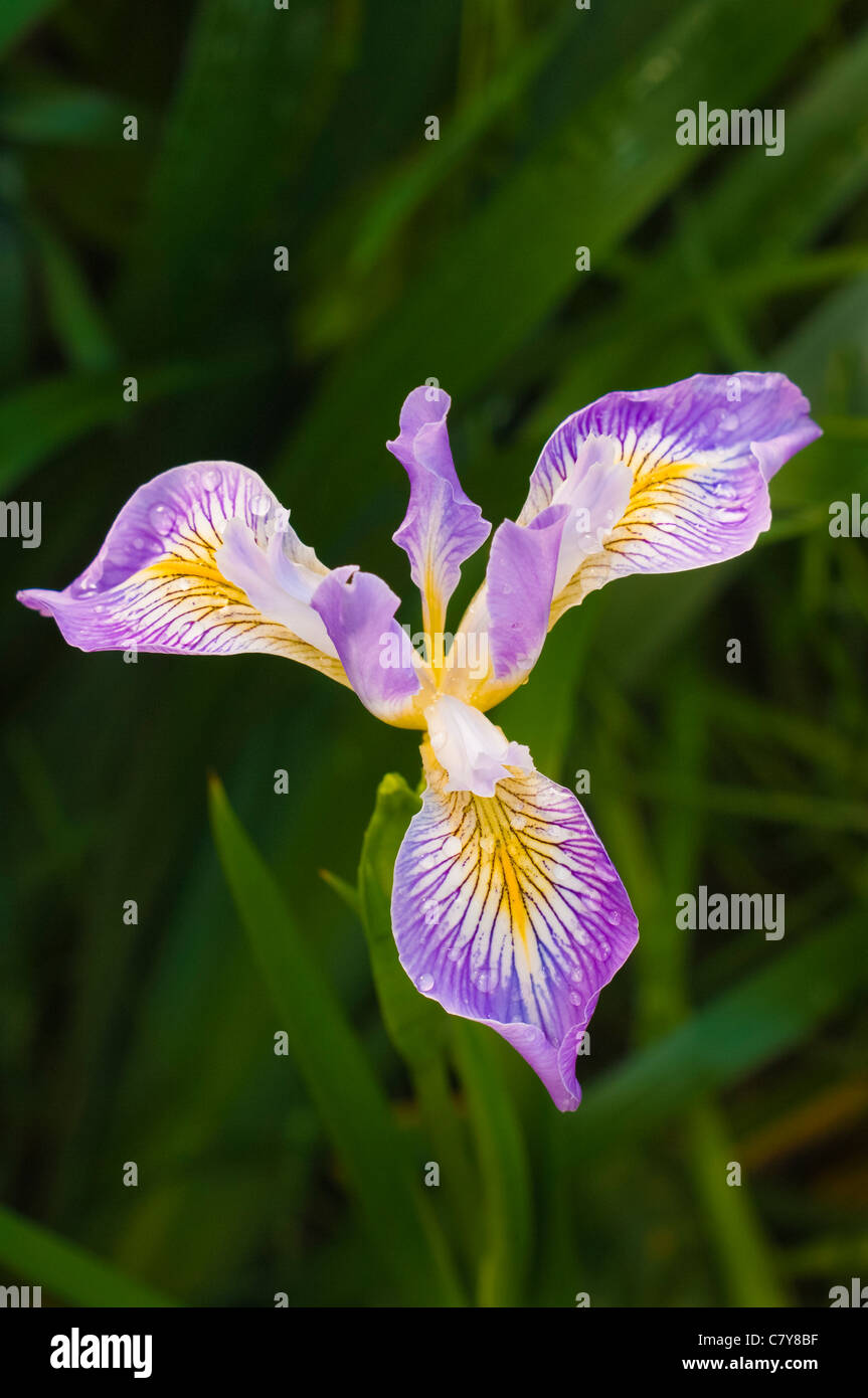 Oregon Iris (Iris tenax); western Oregon. Stock Photo