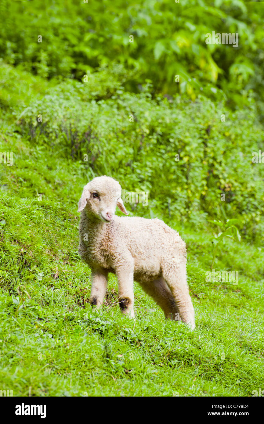 Baby sheep in a pasture of green grass Stock Photo