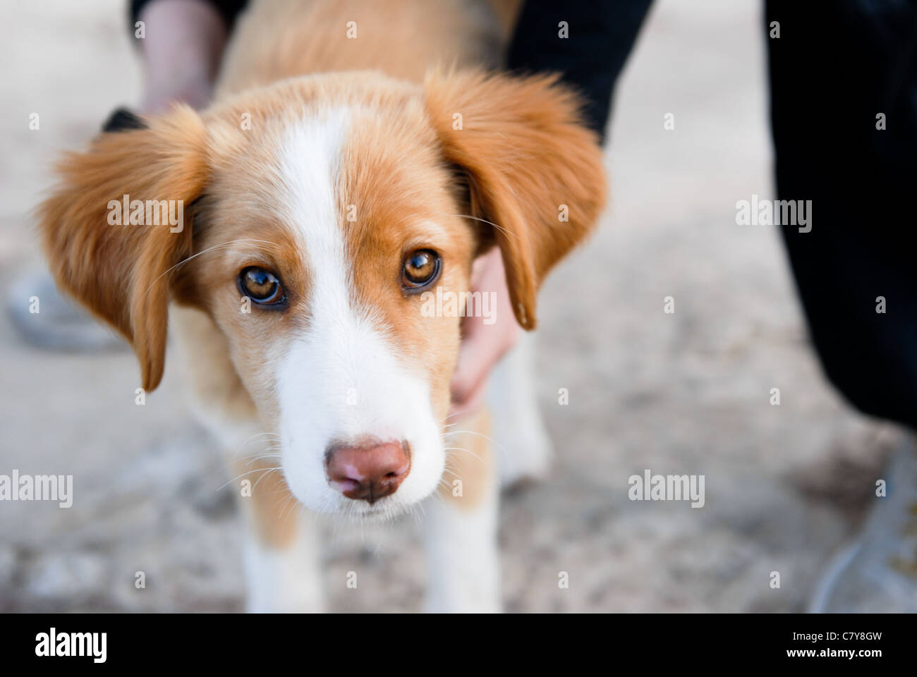 Rescue puppy giving those puppy dog eyes Stock Photo