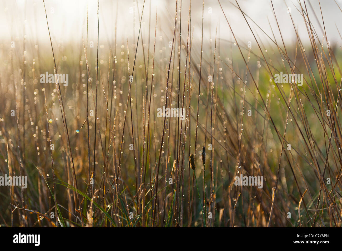 Grass full of dew, highlighted by low and warm sunrise light on the meadow. Stock Photo