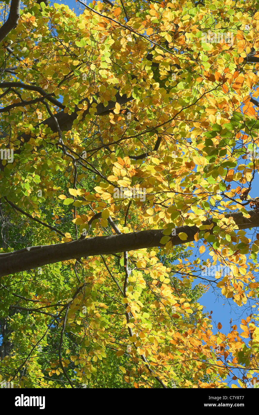 Closeup of Golden Leaves on an Autumn Day Stock Photo - Alamy