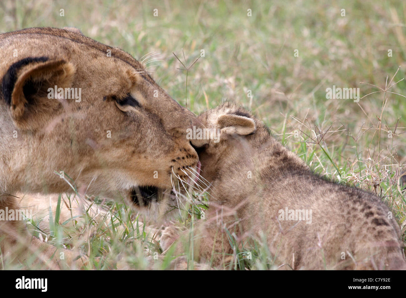 Lion mother caring for lion baby cub (Panthera leo) Stock Photo