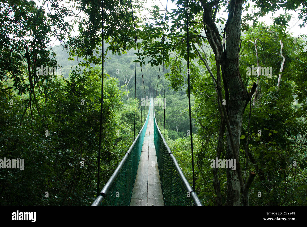 canopy walkways through the rainforest in guatemala (in the rain Stock