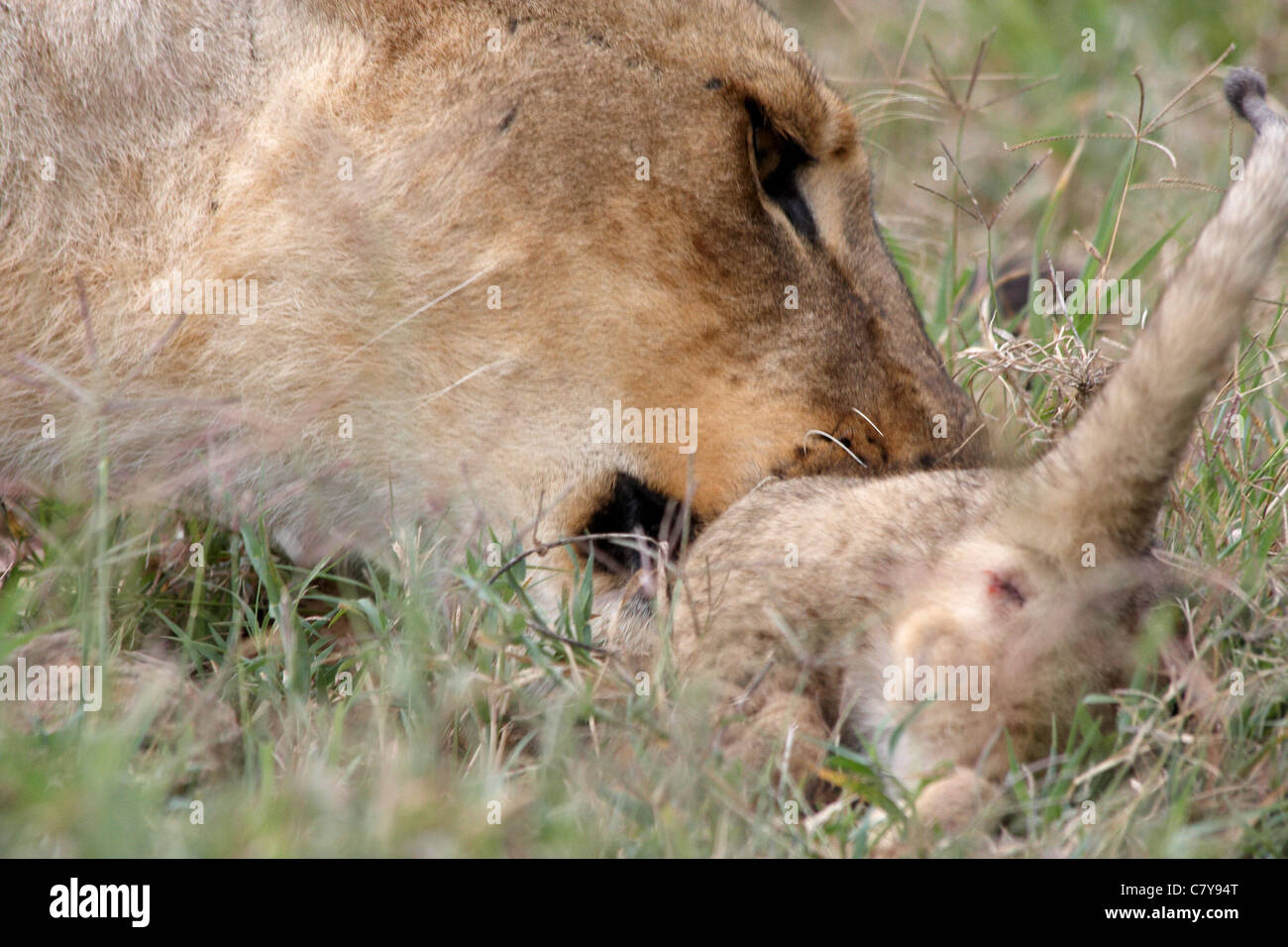 Lion mother caring for lion baby cub (Panthera leo) Stock Photo