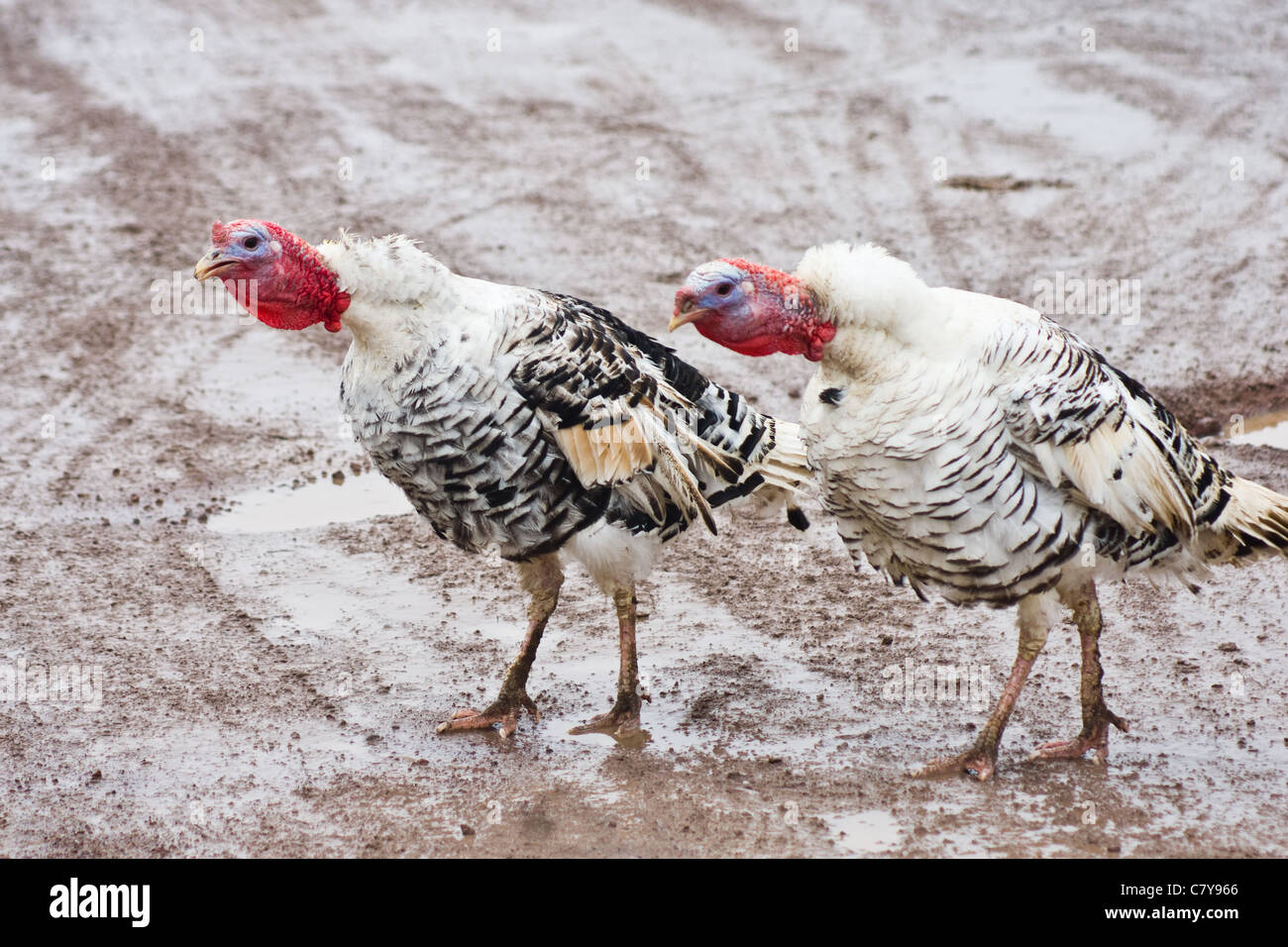 Group of turkey hens gathered and making sounds synchronous Stock Photo Alamy