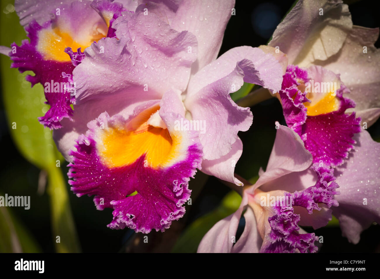 Close-up of cattleya hybrid orchid in morning dew of Hawaii. Stock Photo