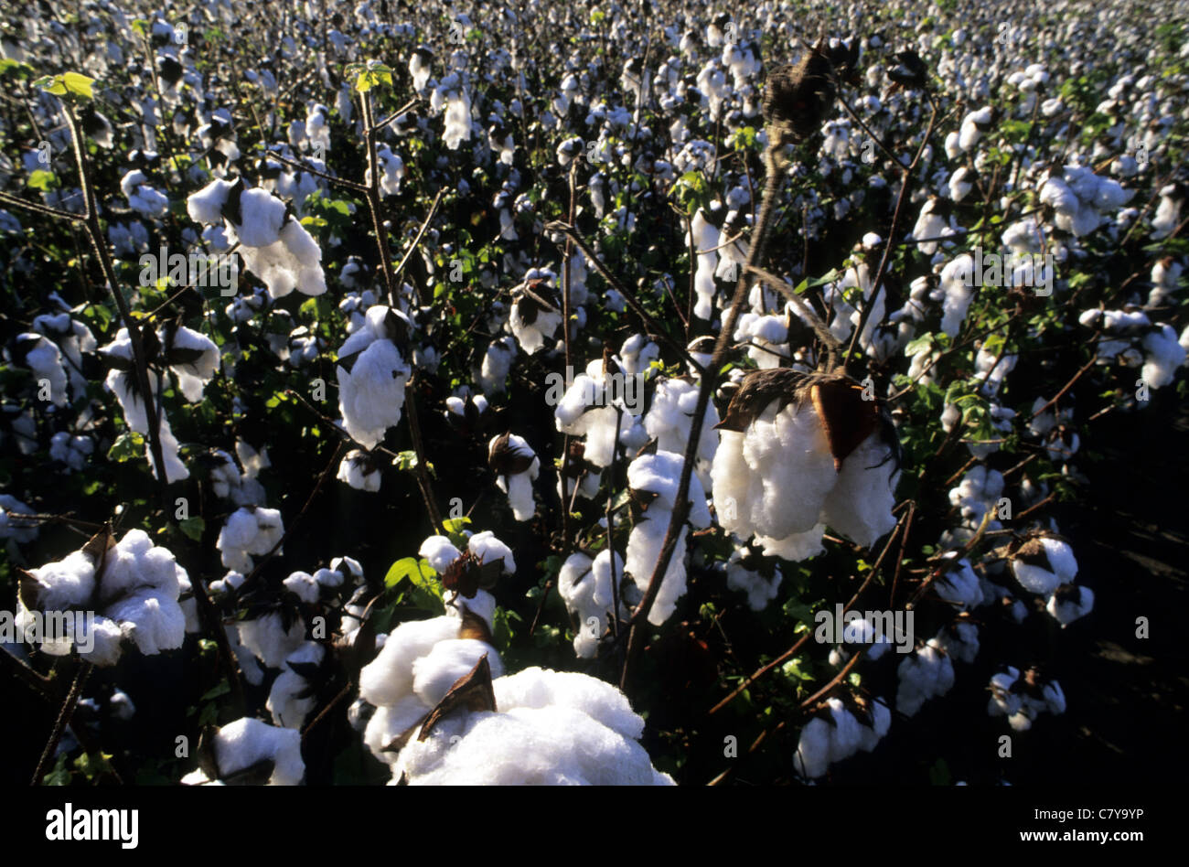Cotton plantation mississippi hires stock photography and images Alamy