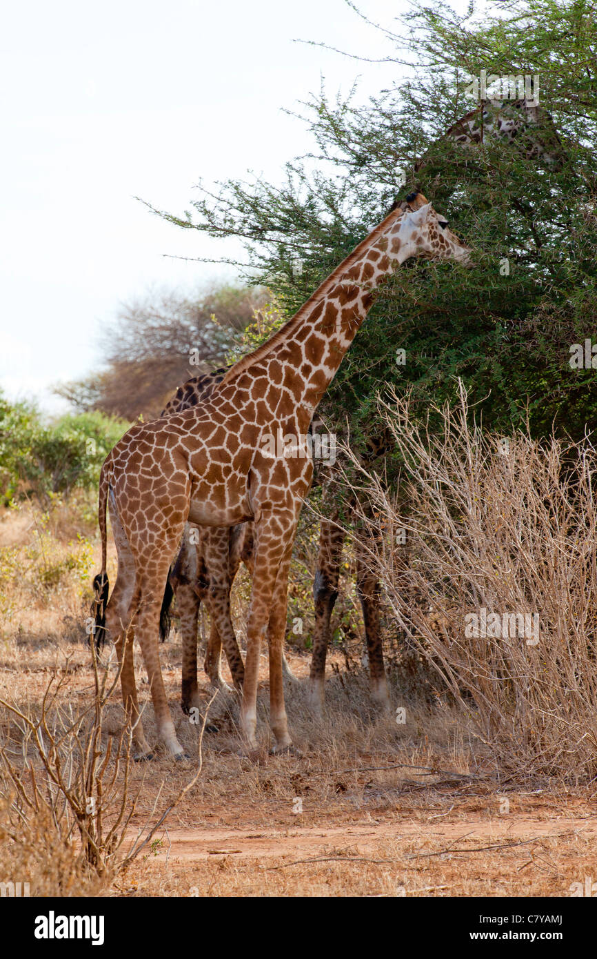 Giraffe's eating from an Acacia Tree, Tsavo East National Park, Kenya Stock Photo