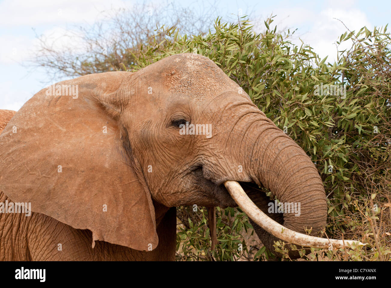 Elephant eating tree hires stock photography and images Alamy