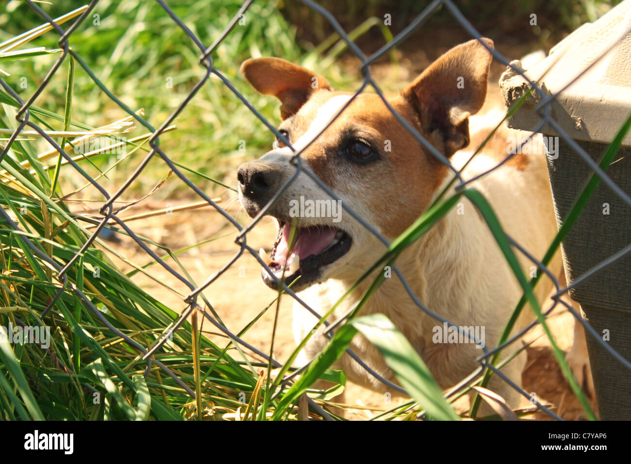 Barking Jack Russel dog behind chain link fence Stock Photo