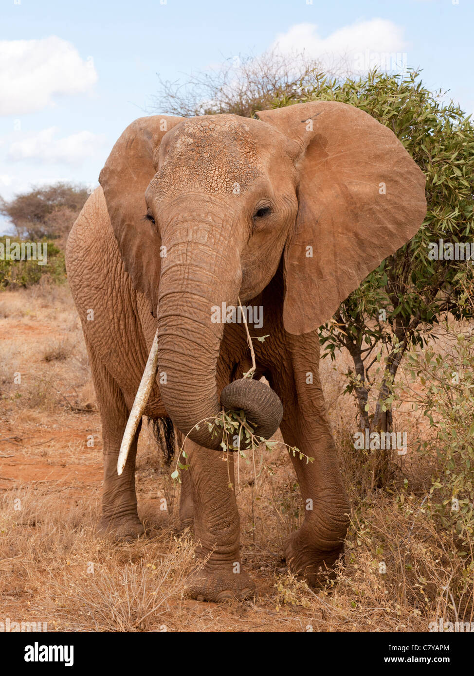 Elephant eating from a tree, Tsavo East National Park, Kenya Stock