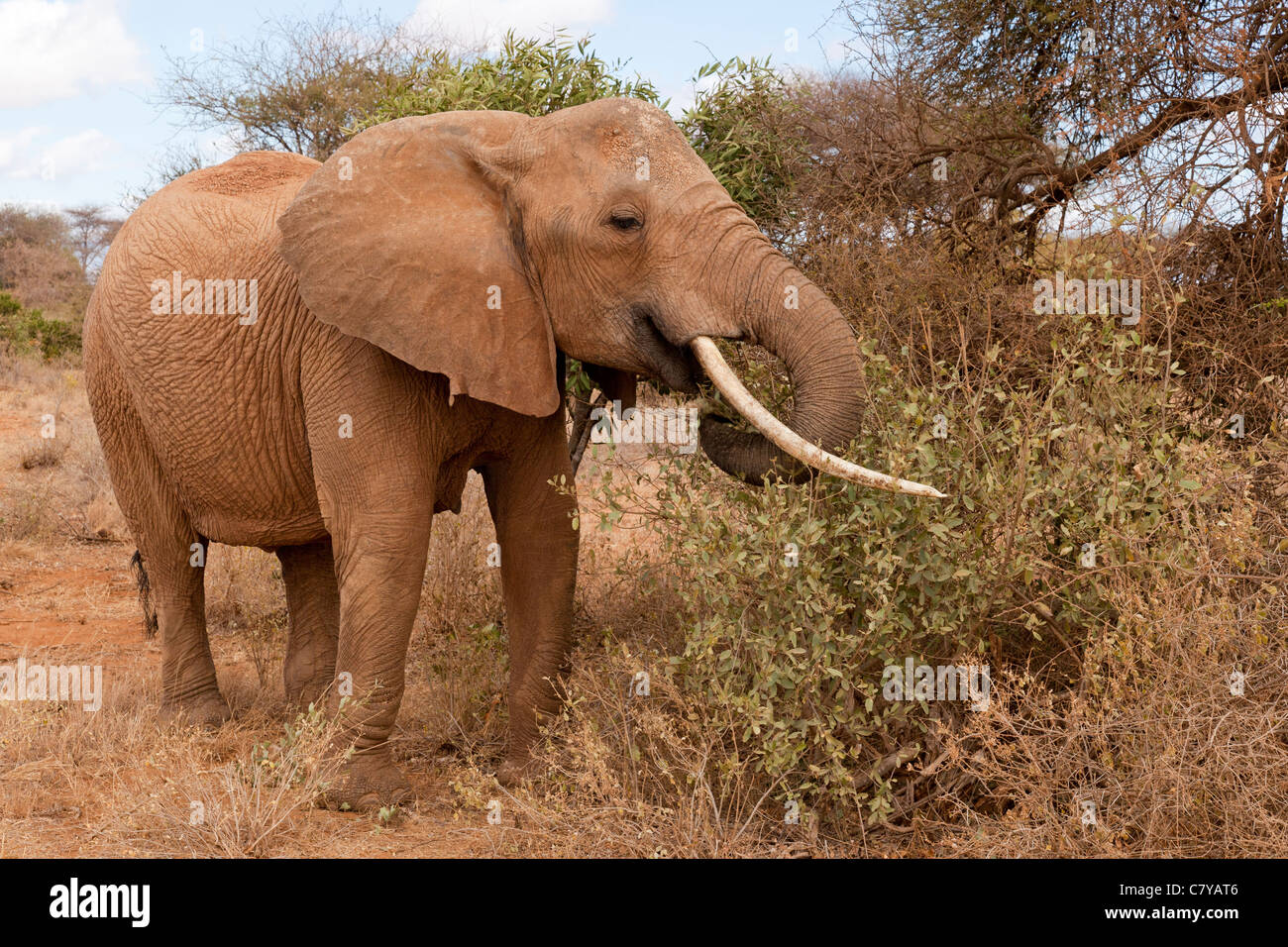 Elephant eating tree hires stock photography and images Alamy