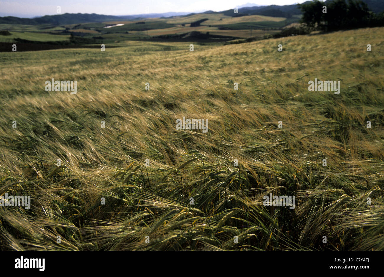 Europe, Spain, Los Arcos, Camino de Santiago, countryside Stock Photo
