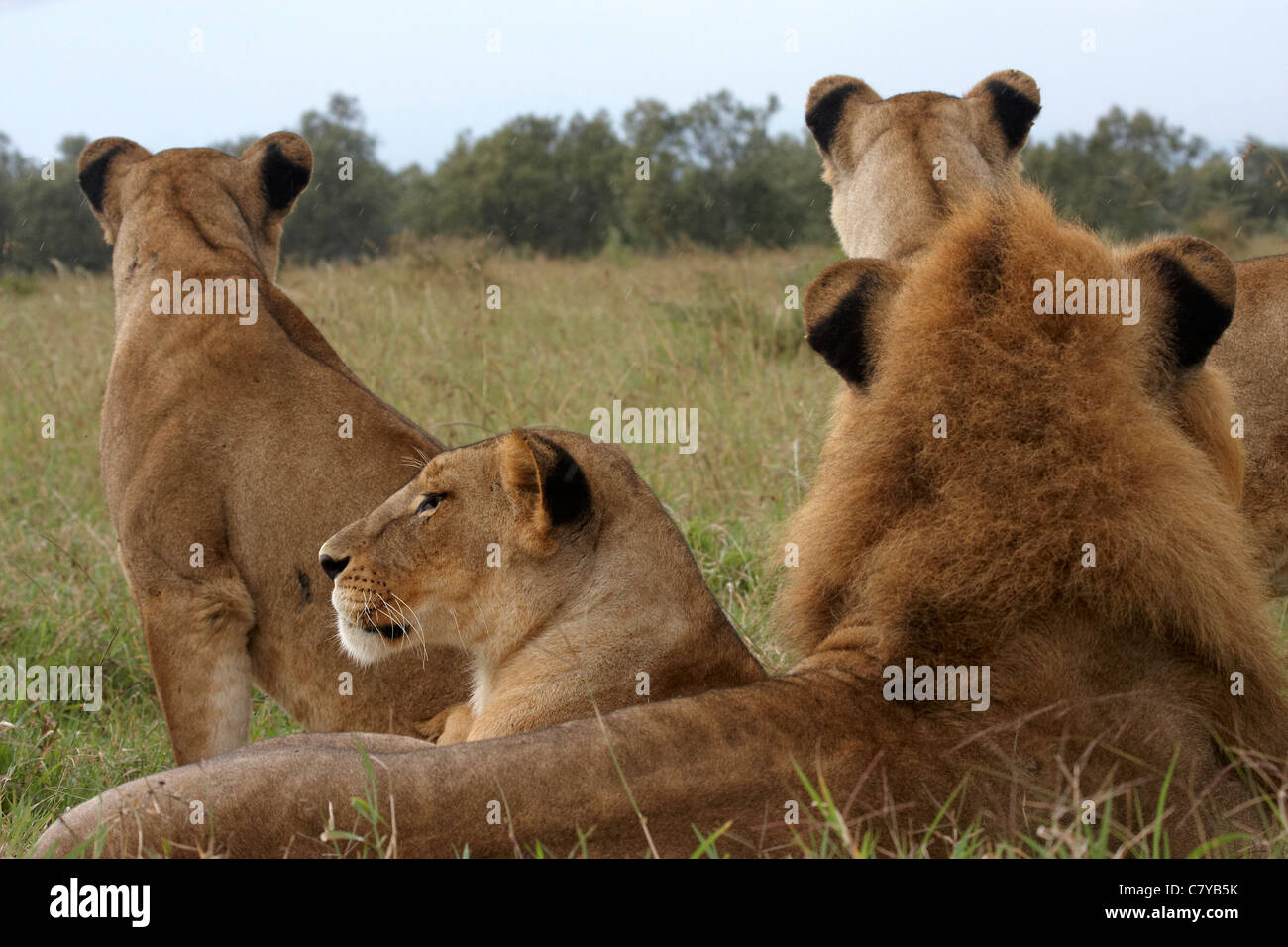 Hunting lions (Panthera leo) Stock Photo