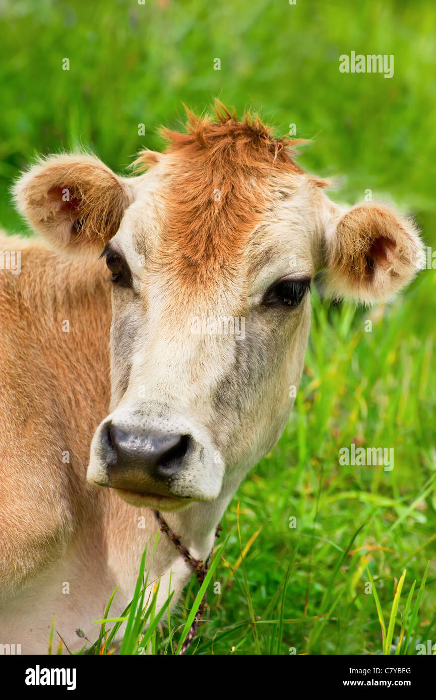 Cow. Close up red cow resting on meadow Stock Photo