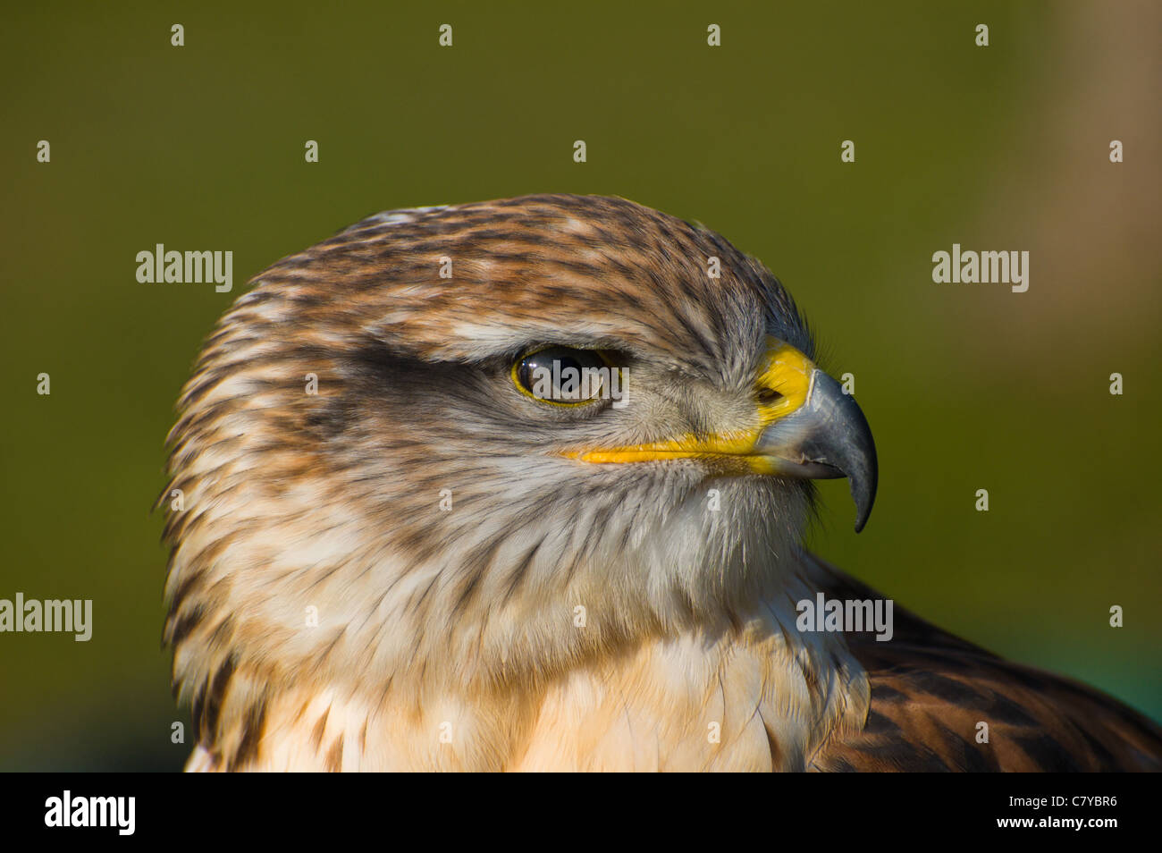 Red Kite Close Up Portrait Headshot Stock Photo Alamy