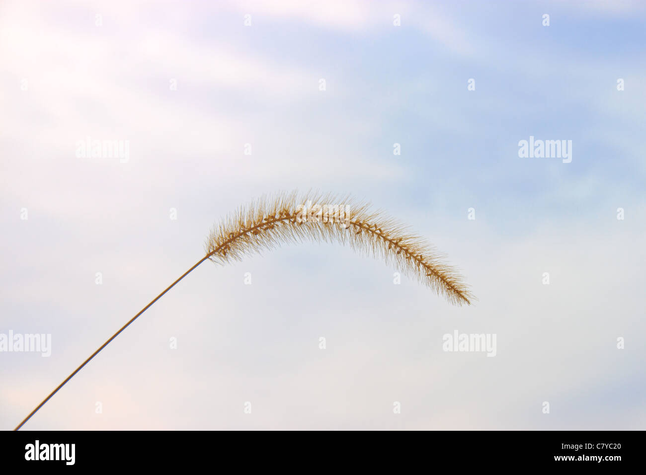Golden timothy grass against blue cloudy sky Stock Photo