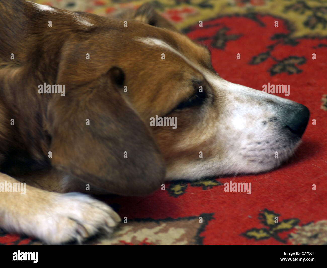 Pedigreed dog lying on the carpet Stock Photo - Alamy