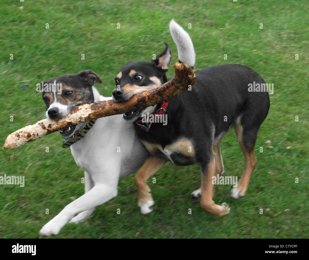 Two dogs running together on grass, fighting over the same stick
