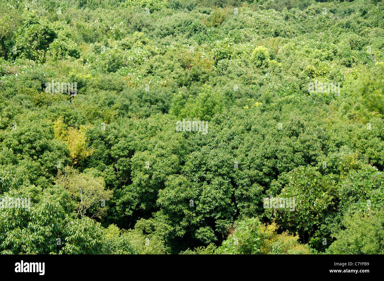 Japanese deciduous forest canopy as seen from above in summer in Osaka, Japan Stock Photo Alamy