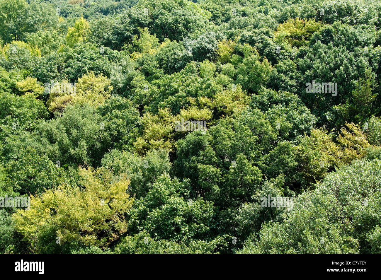 Japanese deciduous forest canopy as seen from above in summer in Osaka