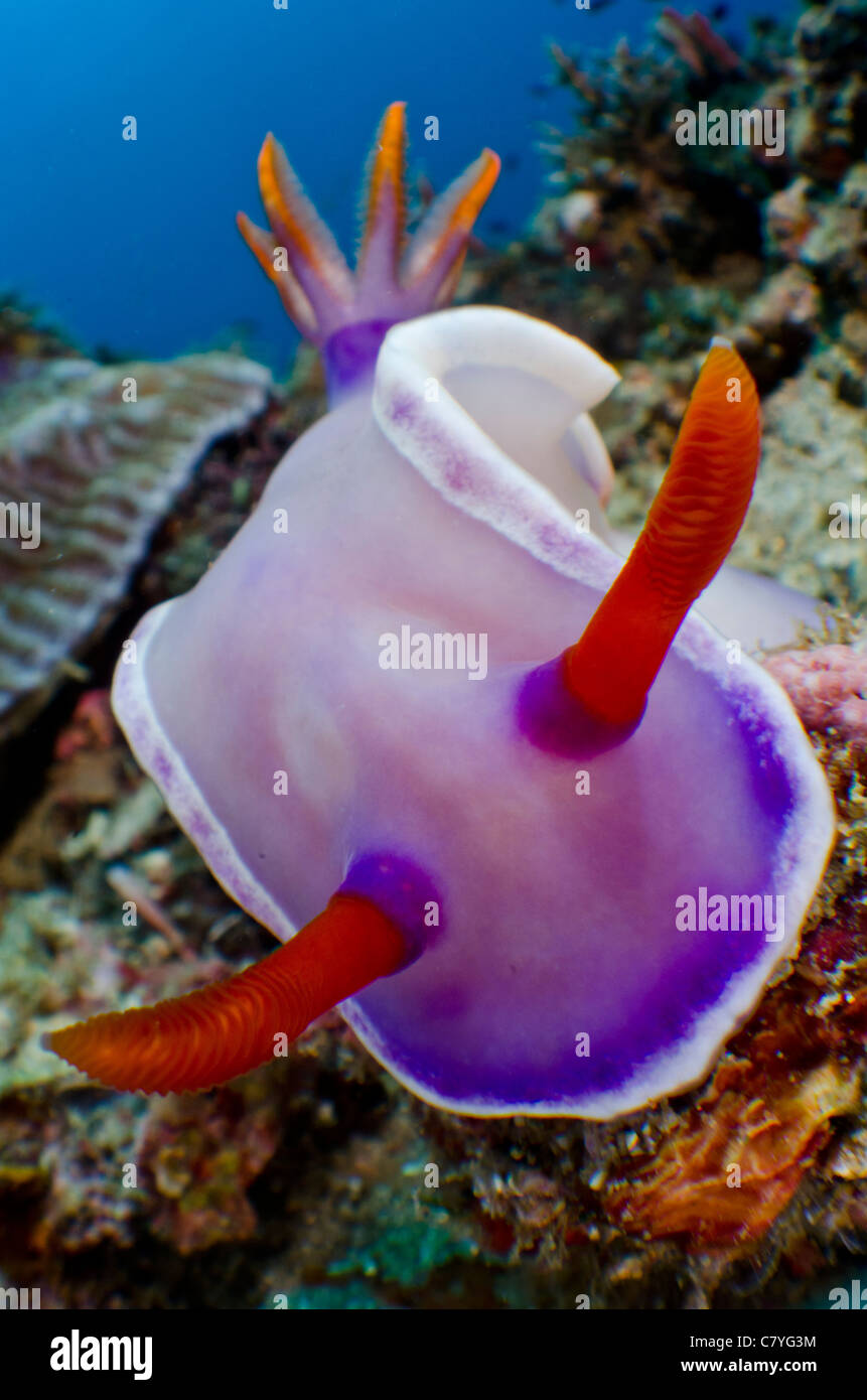 Philippines coral reef Underwater, nudibranch, anilao, sea life, marine