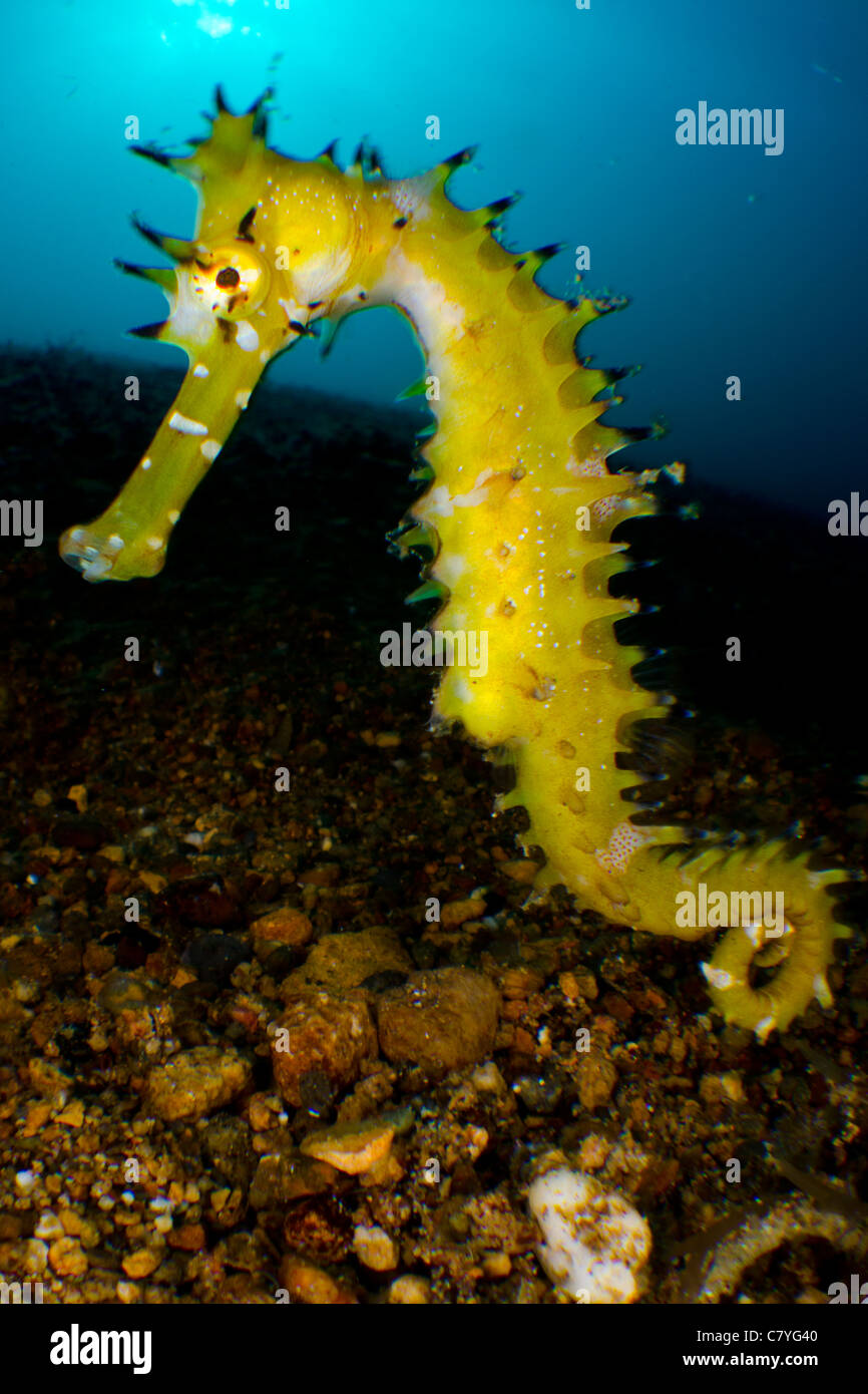 Philippines coral reef Underwater, Anilao, sea life, marine life, sea horse, action, movement, tropical reef, diving, ocean Stock Photo