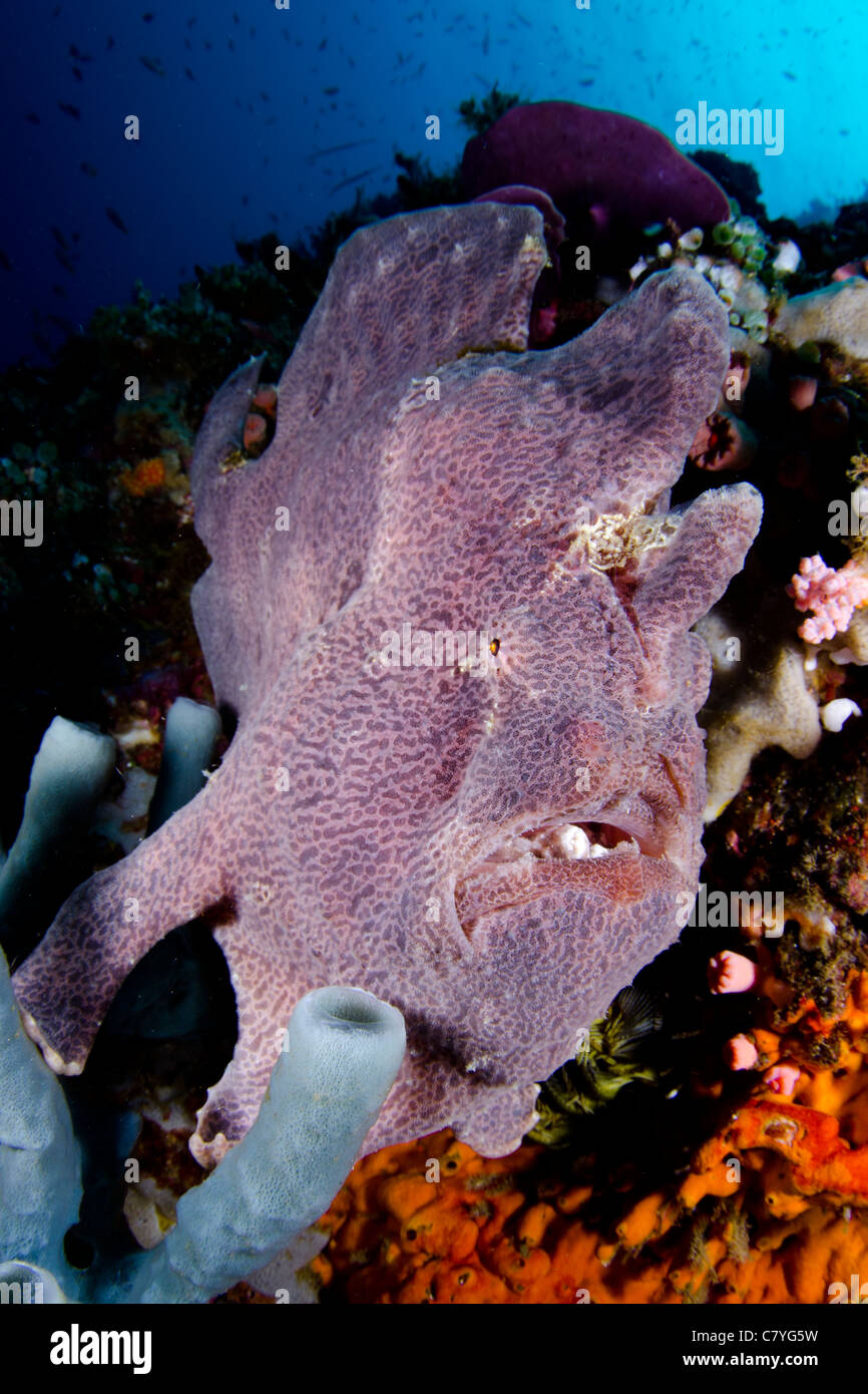 Philippines coral reef Underwater, Anilao, marine life, sea life, frog fish, coral reef, tropical reef, scuba, ocean, water, sea Stock Photo