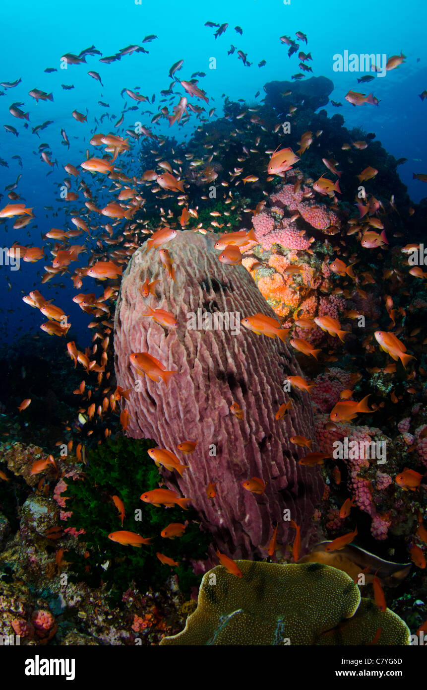 Philippines coral reef Underwater, Anilao, barrel sponge, blue water, marine life, sea life, school of anthias, ocean, scuba Stock Photo