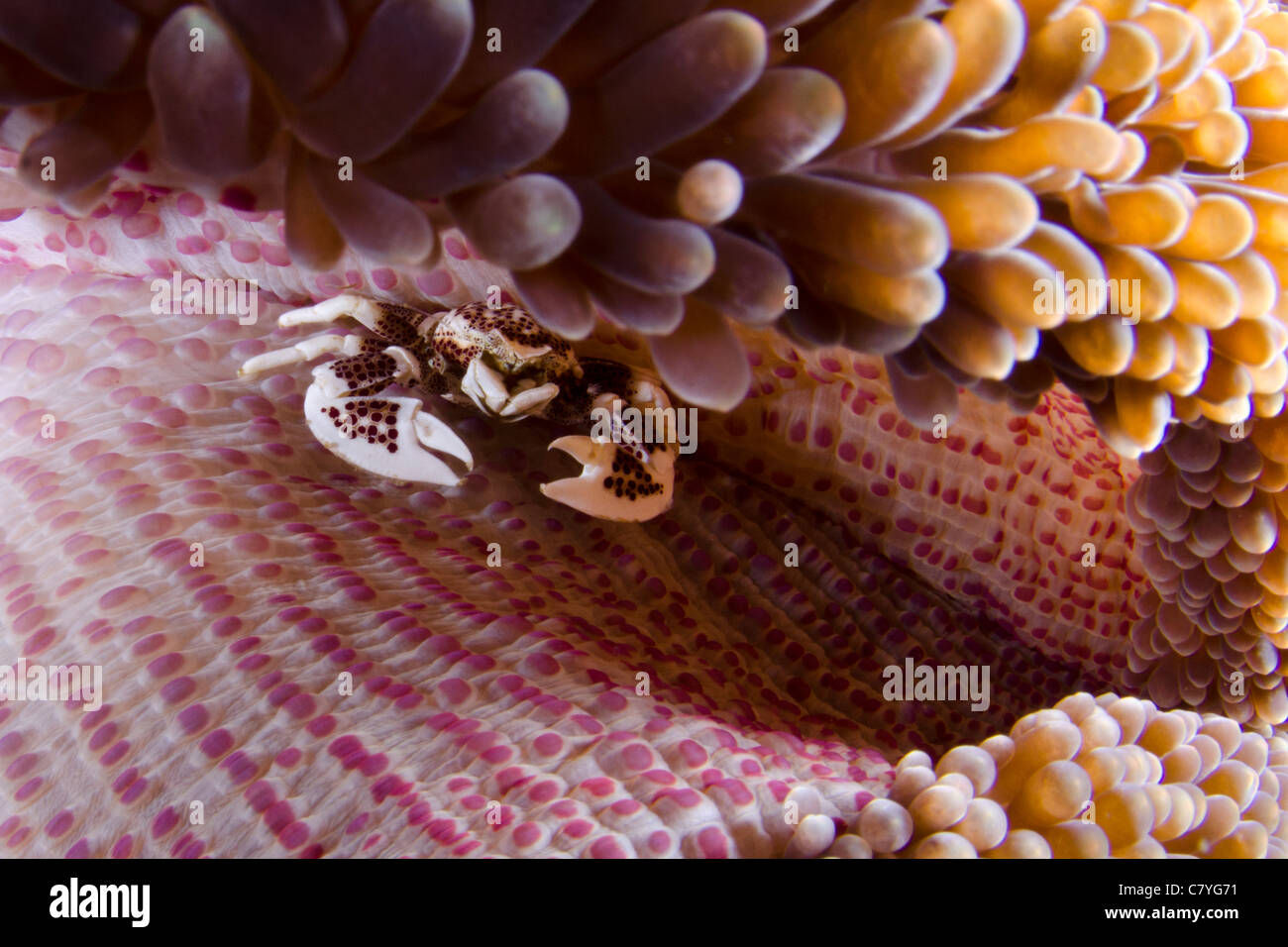 Philippines coral reef Underwater, porcelain crab in anemone, marine life, sea life, coral reef, tropical reef, scuba, ocean Stock Photo