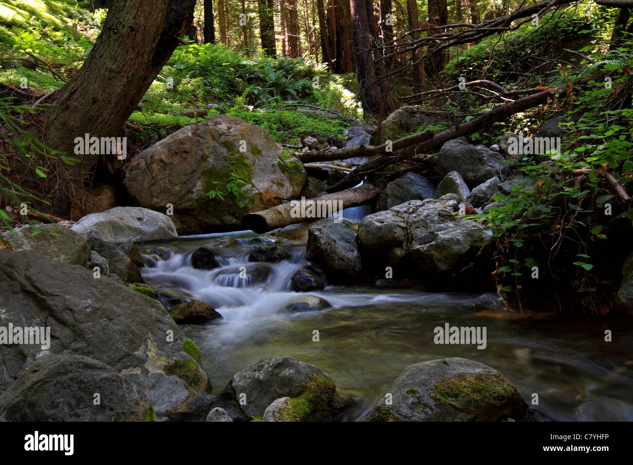 Lime Kiln creek flows through the redwood forest of Lime Kiln State Park. Stock Photo