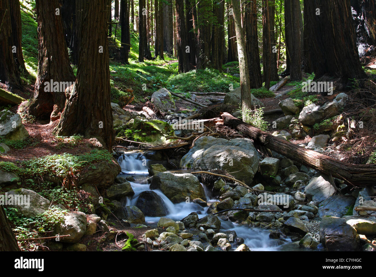 Lime Kiln creek flows through the redwood forest of Lime Kiln State Park. Stock Photo