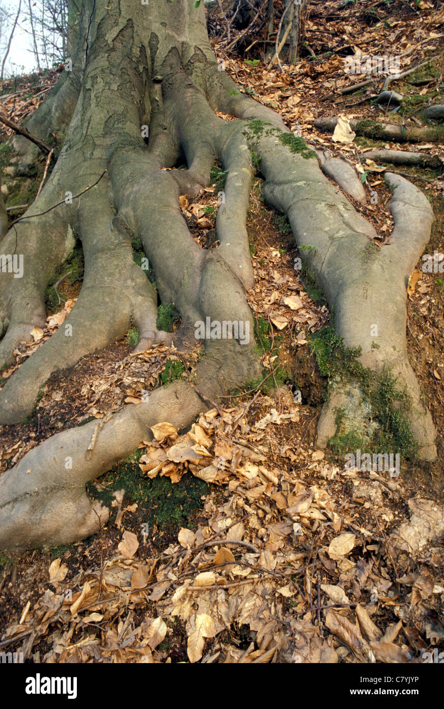 Leaves fall tree hi-res stock photography and images - Alamy