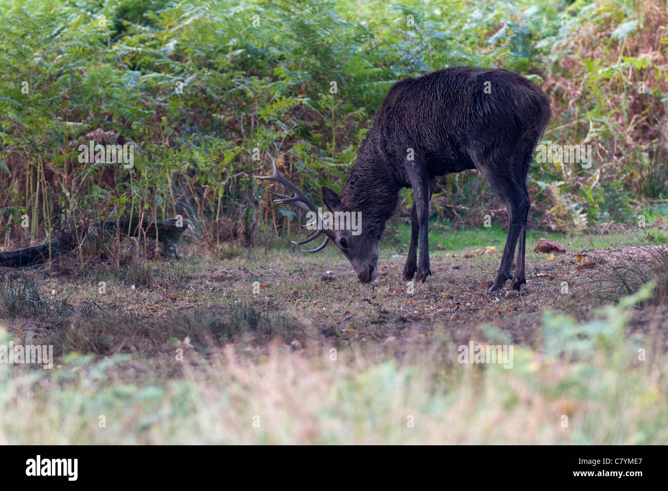 Red Deer Cervus eiaphus (Artiodactyla) Stock Photo