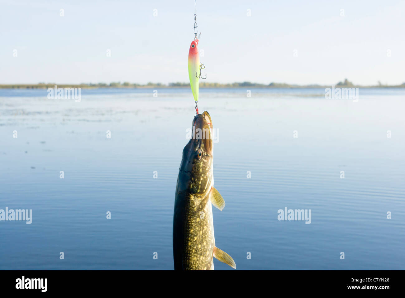 Pike hanging on lure Stock Photo